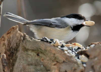 Fall in Love with Local Birds – Top Feeder Ingredients